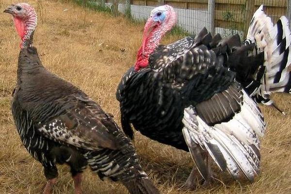 火雞好養(yǎng)嗎 火雞的養(yǎng)殖技術(shù)與注意事項(xiàng)