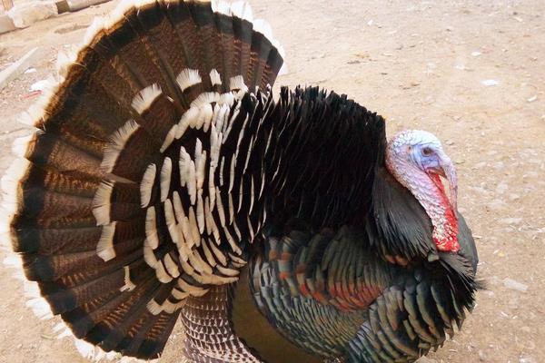 火雞好養(yǎng)嗎 火雞的養(yǎng)殖技術(shù)與注意事項(xiàng)