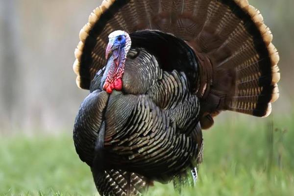 火雞好養(yǎng)嗎 火雞的養(yǎng)殖技術(shù)與注意事項(xiàng)