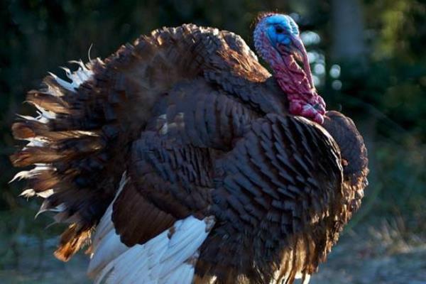 火雞好養(yǎng)嗎 火雞的養(yǎng)殖技術(shù)與注意事項(xiàng)