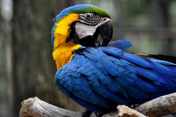 金剛鸚鵡市場價格多少錢一只 金剛鸚鵡會說話嗎