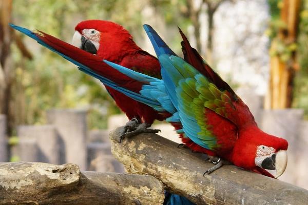 金剛鸚鵡市場價格多少錢一只 金剛鸚鵡會說話嗎