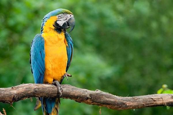 金剛鸚鵡市場價格多少錢一只 金剛鸚鵡會說話嗎