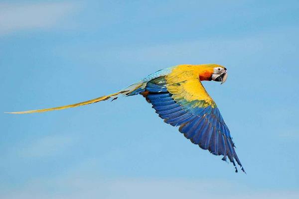 金剛鸚鵡市場價格多少錢一只 金剛鸚鵡會說話嗎