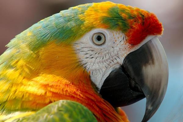 金剛鸚鵡市場價格多少錢一只 金剛鸚鵡會說話嗎