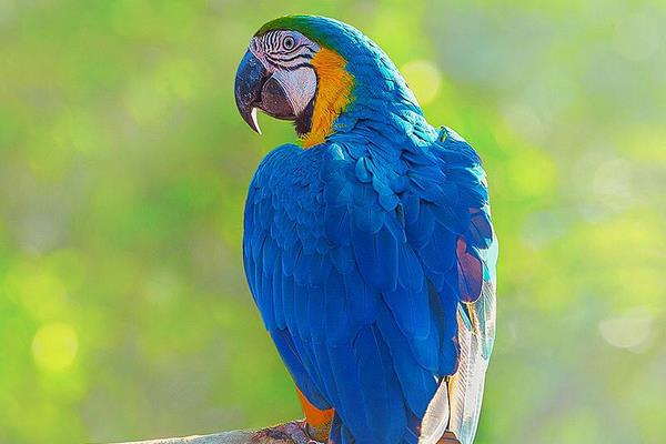 金剛鸚鵡市場價格多少錢一只 金剛鸚鵡會說話嗎