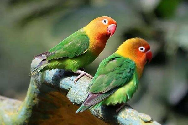 金太陽鸚鵡會說話嗎 養金太陽鸚鵡犯法嗎