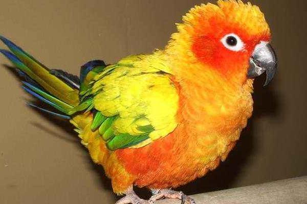 金太陽鸚鵡會說話嗎 養(yǎng)金太陽鸚鵡犯法嗎