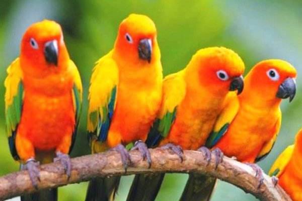 金太陽鸚鵡會說話嗎 養(yǎng)金太陽鸚鵡犯法嗎