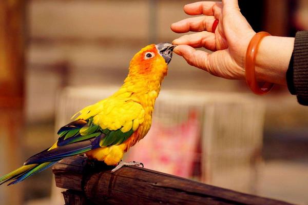 金太陽鸚鵡會說話嗎 養(yǎng)金太陽鸚鵡犯法嗎