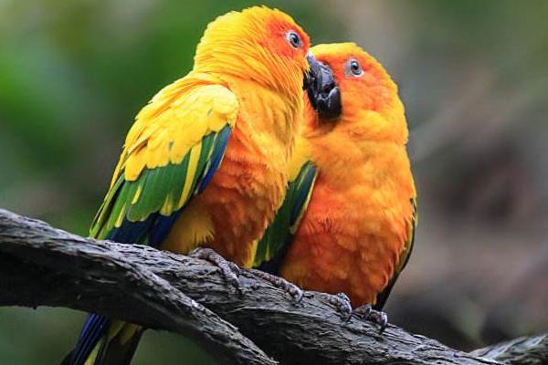 金太陽鸚鵡會說話嗎 養(yǎng)金太陽鸚鵡犯法嗎