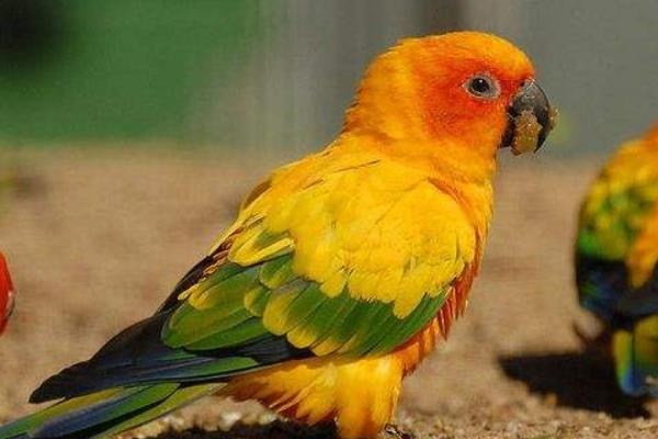 金太陽鸚鵡會說話嗎 養(yǎng)金太陽鸚鵡犯法嗎