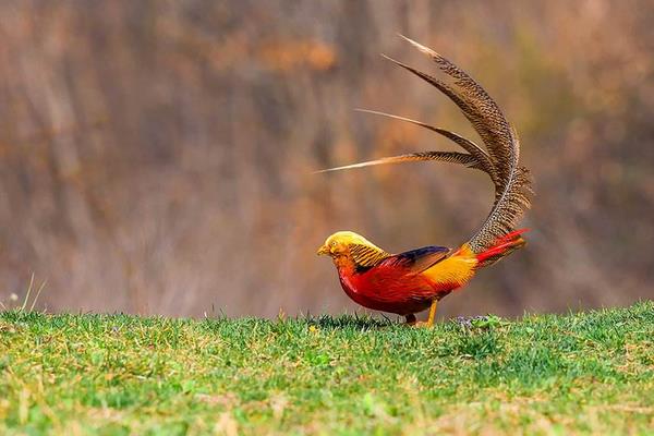 錦雞和野雞的區別是什么 錦雞養殖需要什么條件