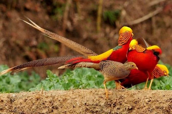 錦雞和野雞的區別是什么 錦雞養殖需要什么條件