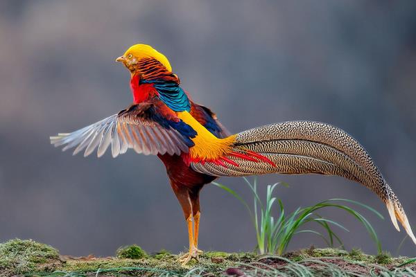 錦雞和野雞的區別是什么 錦雞養殖需要什么條件