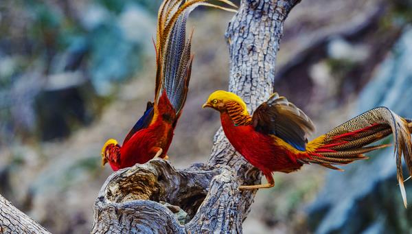 錦雞和野雞的區別是什么 錦雞養殖需要什么條件