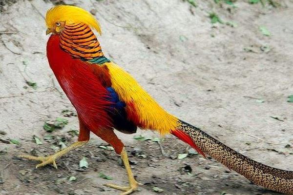 錦雞和野雞的區別是什么 錦雞養殖需要什么條件