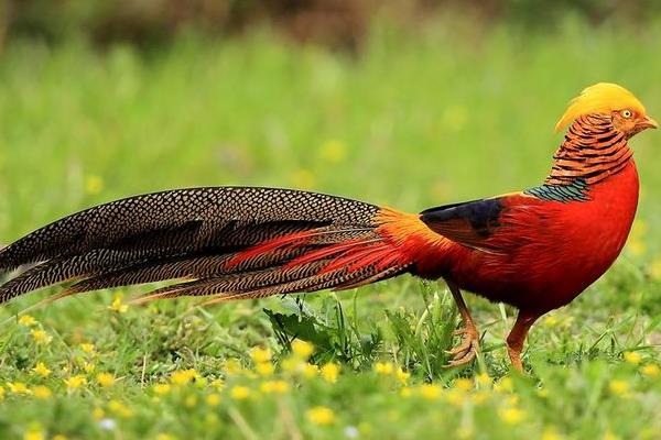 錦雞和野雞的區別是什么 錦雞養殖需要什么條件