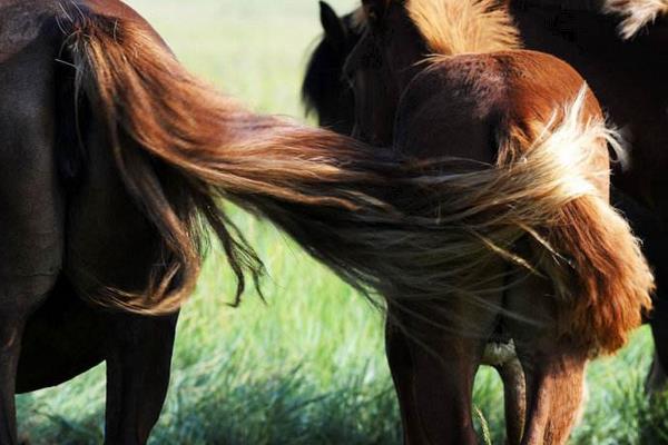 馬尾巴有骨頭嗎 馬尾巴像什么