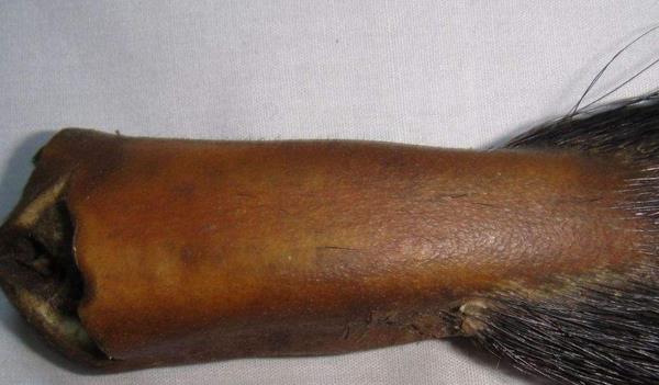 馬尾巴有骨頭嗎 馬尾巴像什么