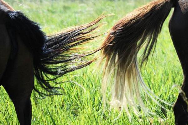 馬尾巴有骨頭嗎 馬尾巴像什么