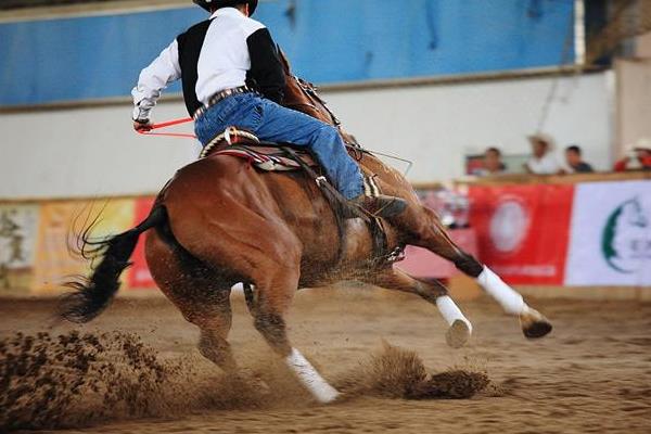 馬尾巴有骨頭嗎 馬尾巴像什么