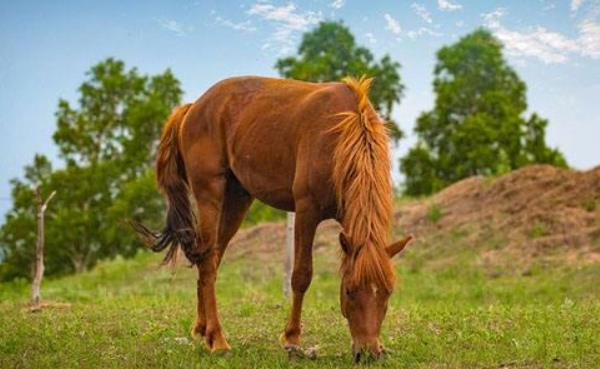 馬尾巴有骨頭嗎 馬尾巴像什么