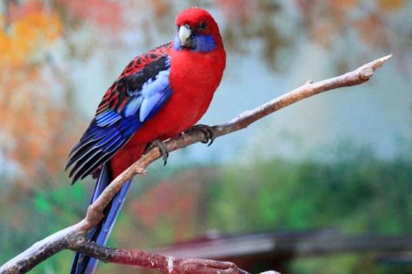 玫瑰鸚鵡市場價格多少錢一只 玫瑰鸚鵡會說話嗎