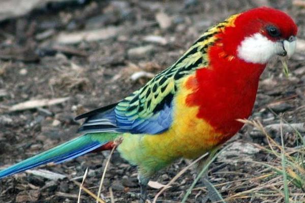 玫瑰鸚鵡市場價格多少錢一只 玫瑰鸚鵡會說話嗎