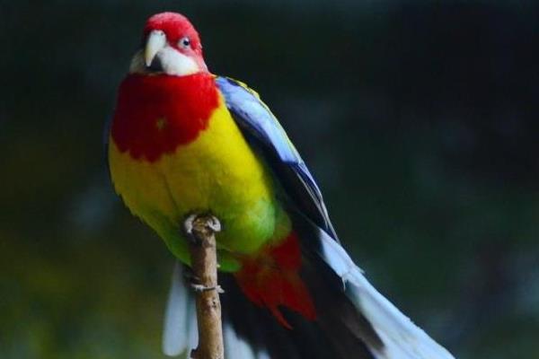 玫瑰鸚鵡市場價格多少錢一只 玫瑰鸚鵡會說話嗎