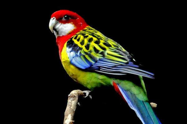 玫瑰鸚鵡市場價格多少錢一只 玫瑰鸚鵡會說話嗎