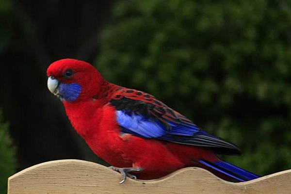 玫瑰鸚鵡市場價格多少錢一只 玫瑰鸚鵡會說話嗎