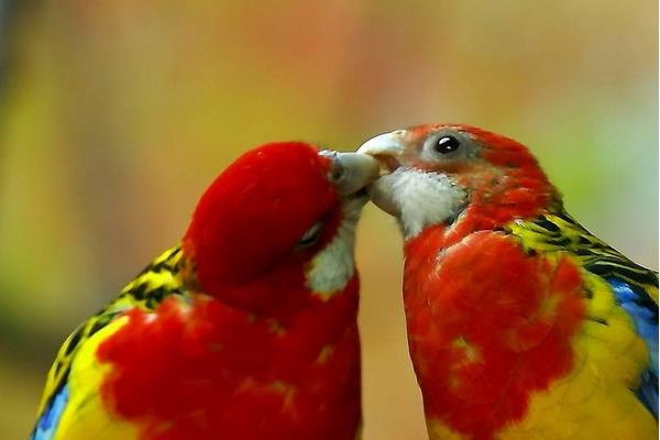 玫瑰鸚鵡市場價格多少錢一只 玫瑰鸚鵡會說話嗎