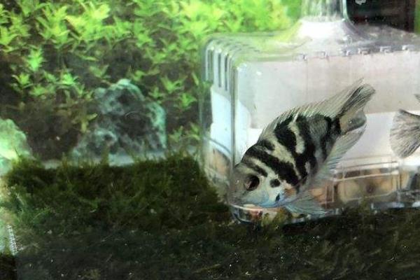 迷你鸚鵡魚怎么養 迷你鸚鵡魚繁殖條件