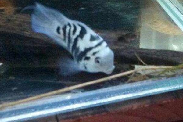 迷你鸚鵡魚怎么養 迷你鸚鵡魚繁殖條件