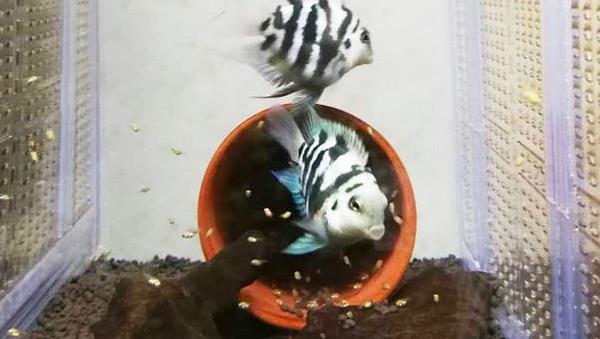 迷你鸚鵡魚怎么養 迷你鸚鵡魚繁殖條件