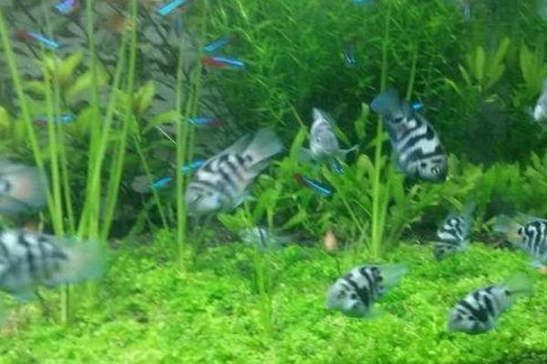 迷你鸚鵡魚怎么養 迷你鸚鵡魚繁殖條件