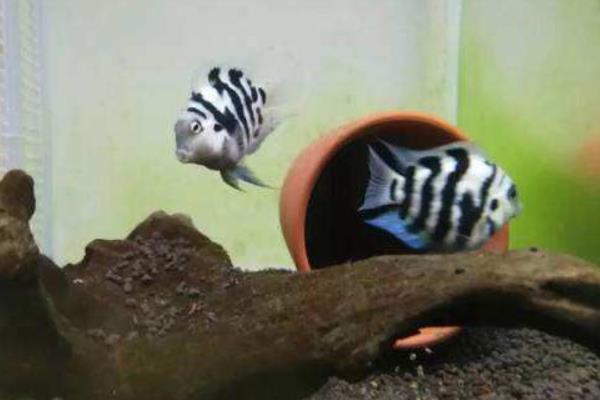 迷你鸚鵡魚怎么養 迷你鸚鵡魚繁殖條件