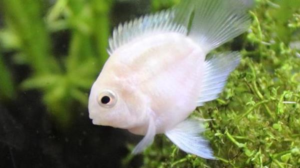 迷你鸚鵡魚怎么養 迷你鸚鵡魚繁殖條件