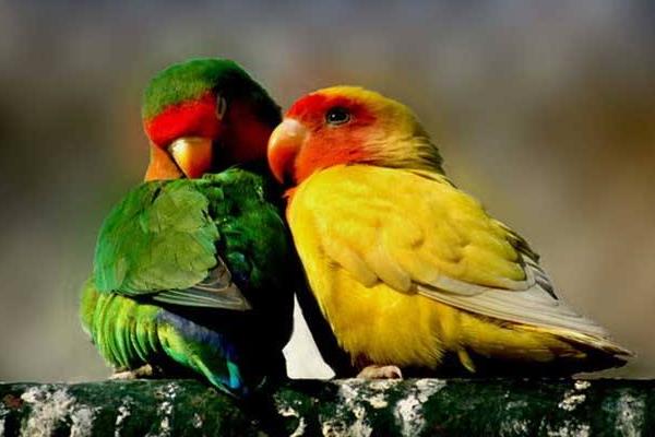 牡丹鸚鵡什么時(shí)候下蛋 牡丹鸚鵡繁殖期的征兆