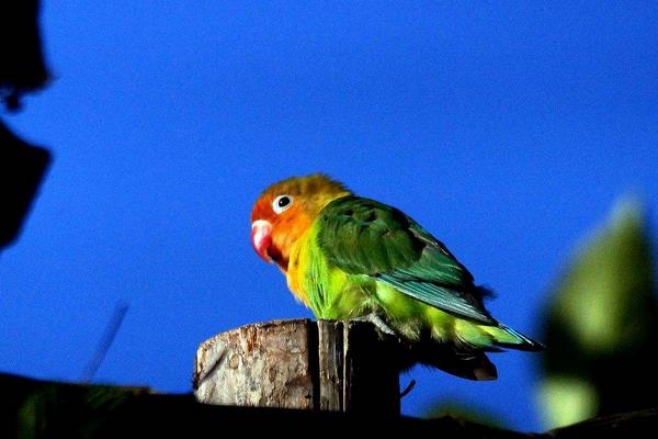 牡丹鸚鵡什么時(shí)候下蛋 牡丹鸚鵡繁殖期的征兆