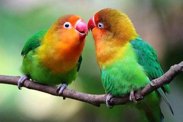 牡丹鸚鵡什么時(shí)候下蛋 牡丹鸚鵡繁殖期的征兆