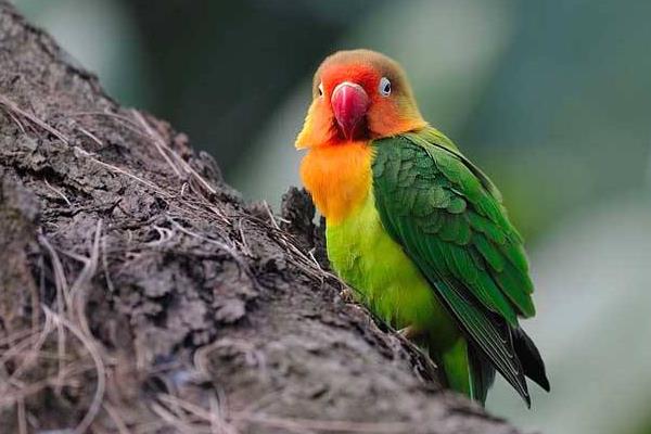 牡丹鸚鵡什么時(shí)候下蛋 牡丹鸚鵡繁殖期的征兆