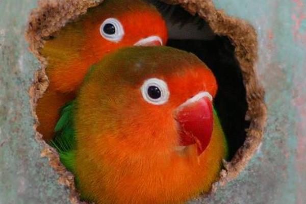 牡丹鸚鵡什么時(shí)候下蛋 牡丹鸚鵡繁殖期的征兆