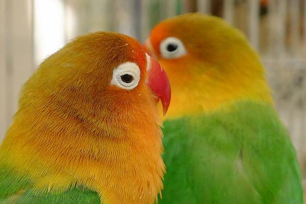 牡丹鸚鵡什么時(shí)候下蛋 牡丹鸚鵡繁殖期的征兆