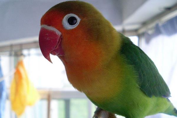 牡丹鸚鵡養(yǎng)一只還是一對好 養(yǎng)牡丹鸚鵡的危害是什么