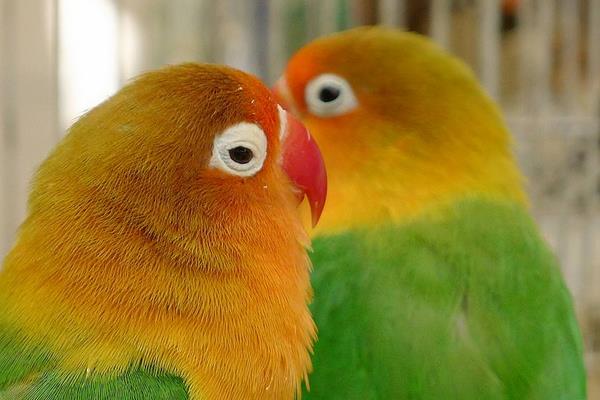 牡丹鸚鵡養(yǎng)一只還是一對好 養(yǎng)牡丹鸚鵡的危害是什么