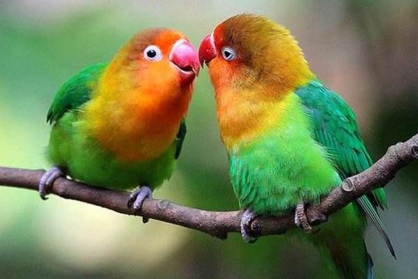牡丹鸚鵡養(yǎng)一只還是一對好 養(yǎng)牡丹鸚鵡的危害是什么