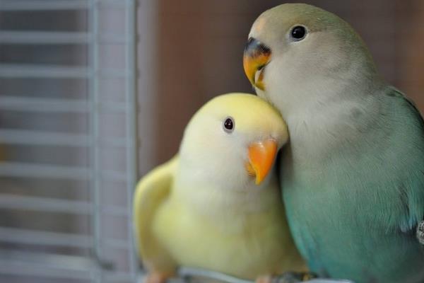 牡丹鸚鵡養(yǎng)一只還是一對好 養(yǎng)牡丹鸚鵡的危害是什么