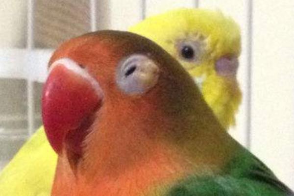 牡丹鸚鵡養(yǎng)一只還是一對好 養(yǎng)牡丹鸚鵡的危害是什么